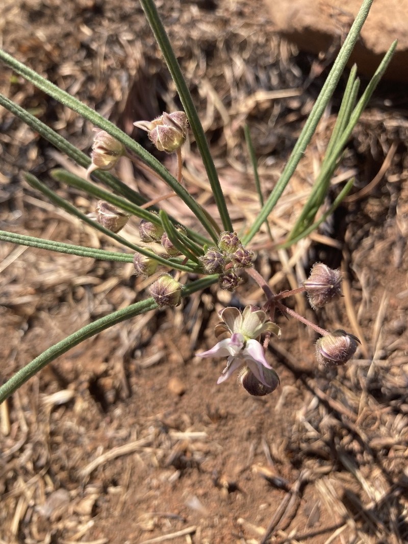 Asclepias stellifera