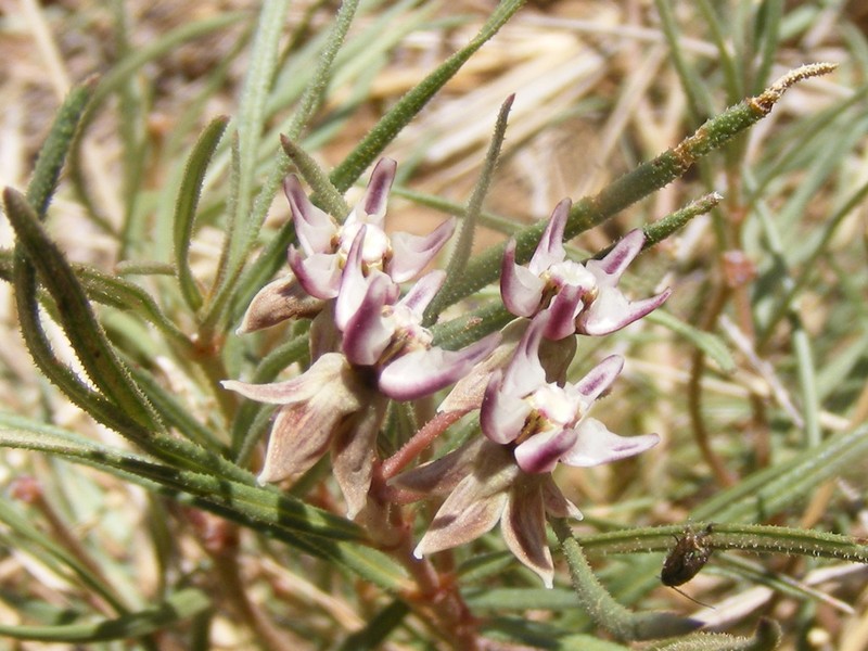 Asclepias stellifera photo 2