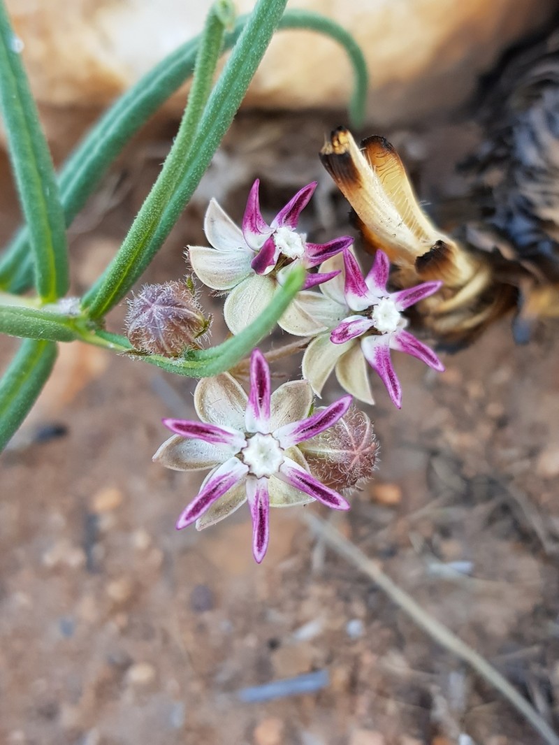 Asclepias stellifera photo 3