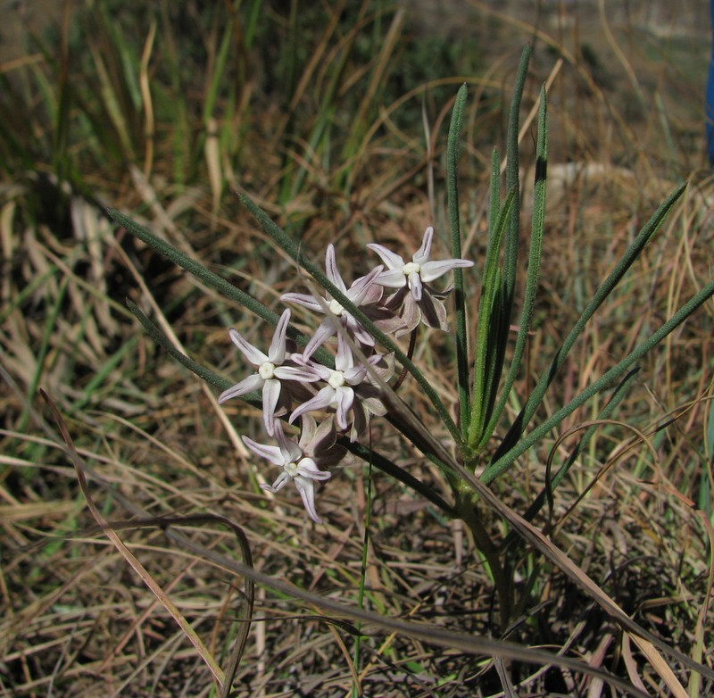 Asclepias stellifera photo 4