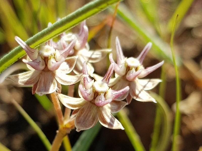Asclepias stellifera photo 5