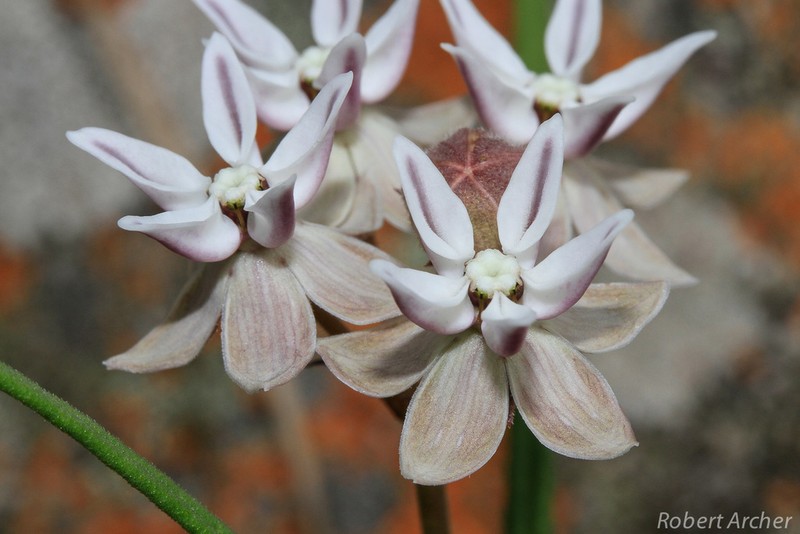 Asclepias stellifera photo 6
