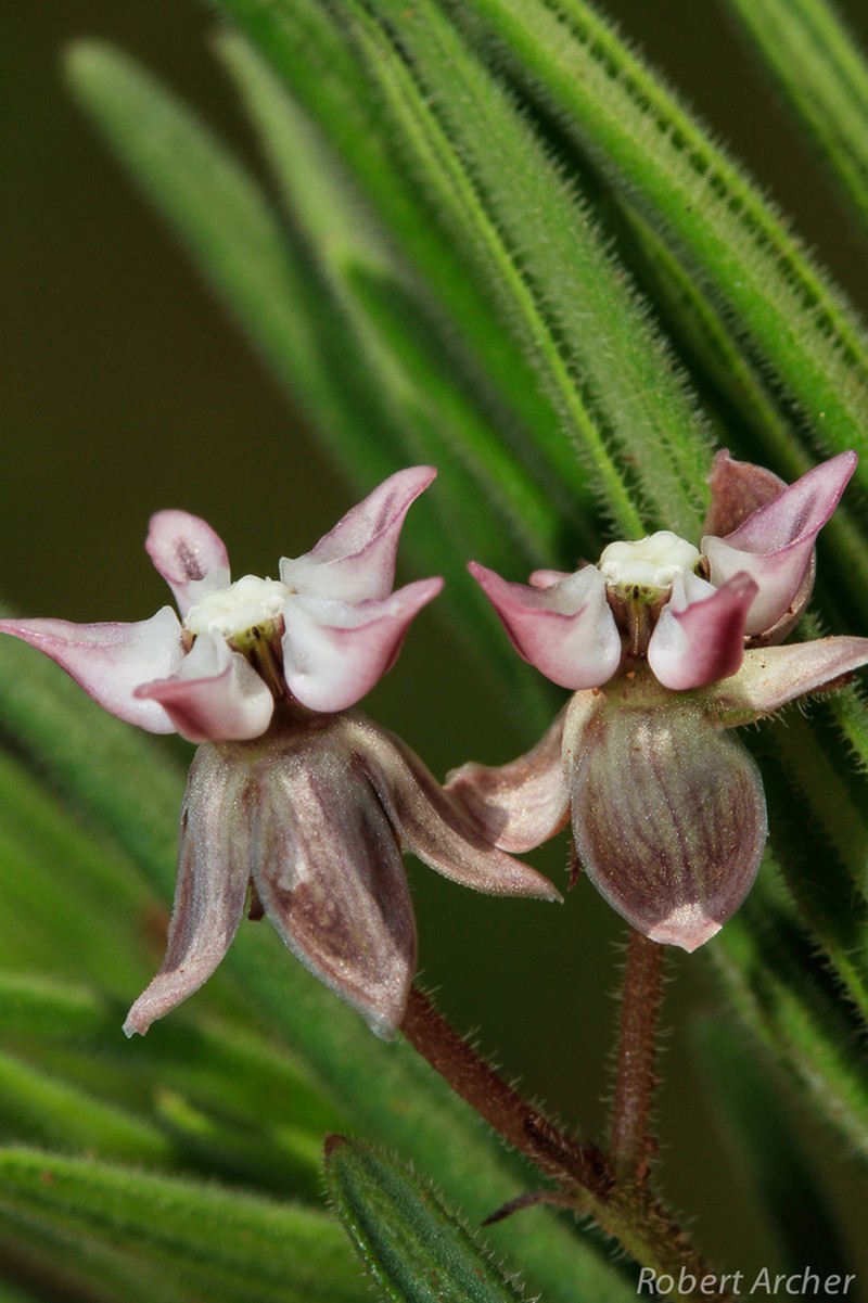 Asclepias stellifera photo 7
