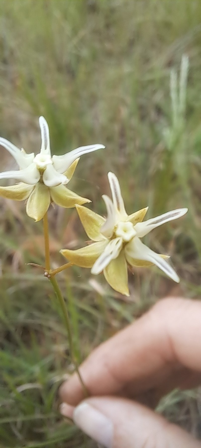 Asclepias stellifera photo 8