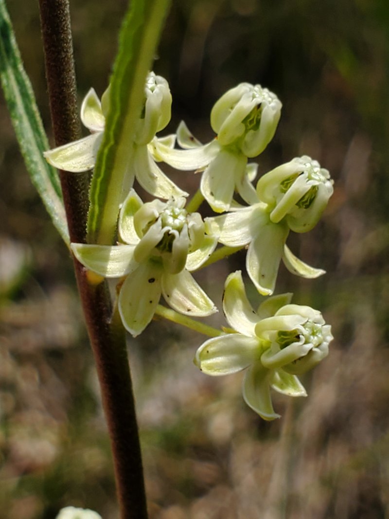 Slimleaf Milkweed