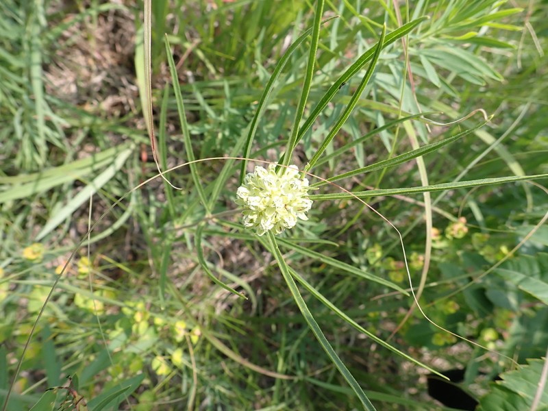 Slimleaf Milkweed photo 2