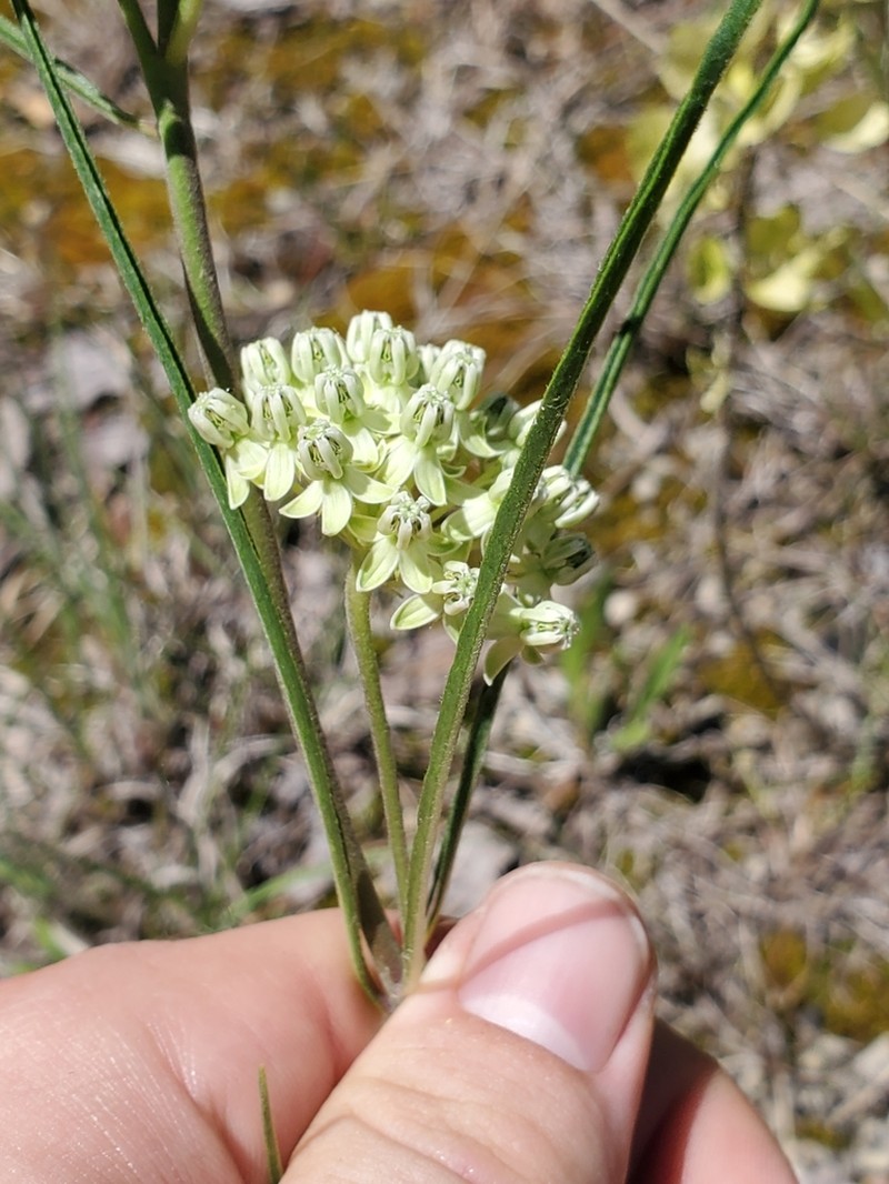 Slimleaf Milkweed photo 3