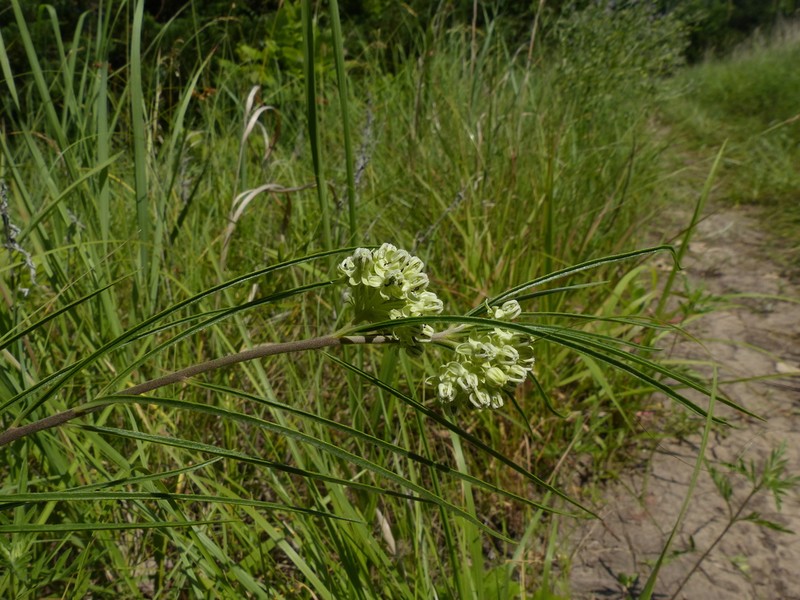 Slimleaf Milkweed photo 4