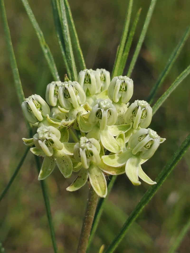 Slimleaf Milkweed photo 5
