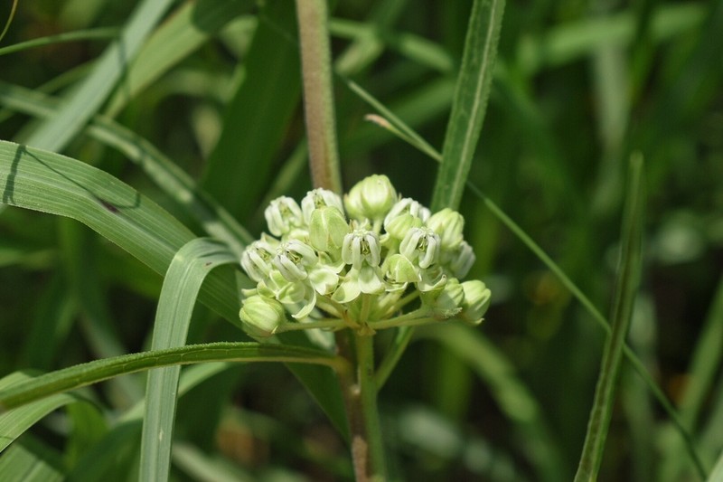 Slimleaf Milkweed photo 6