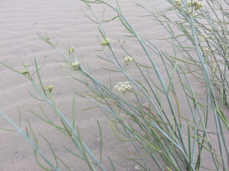 Asclepias subaphylla