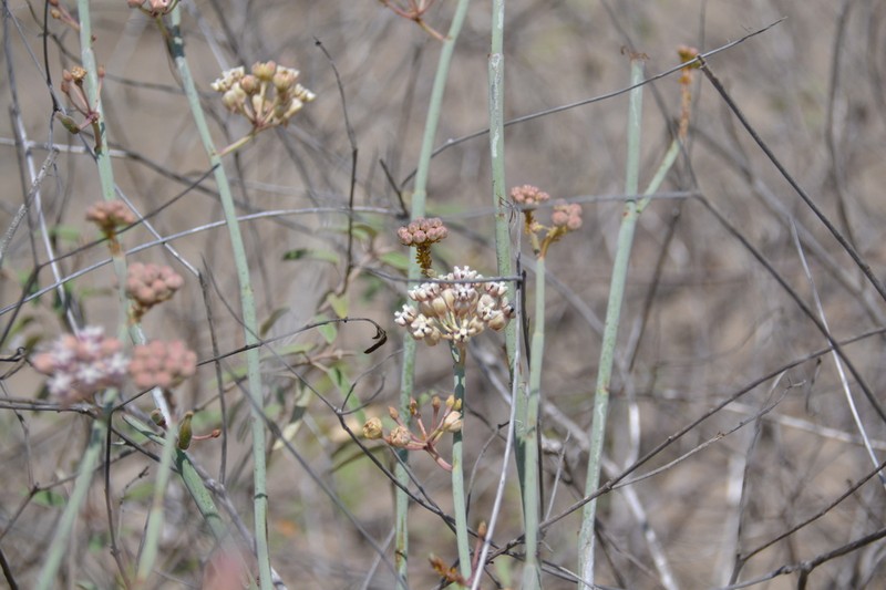Asclepias subaphylla photo 2
