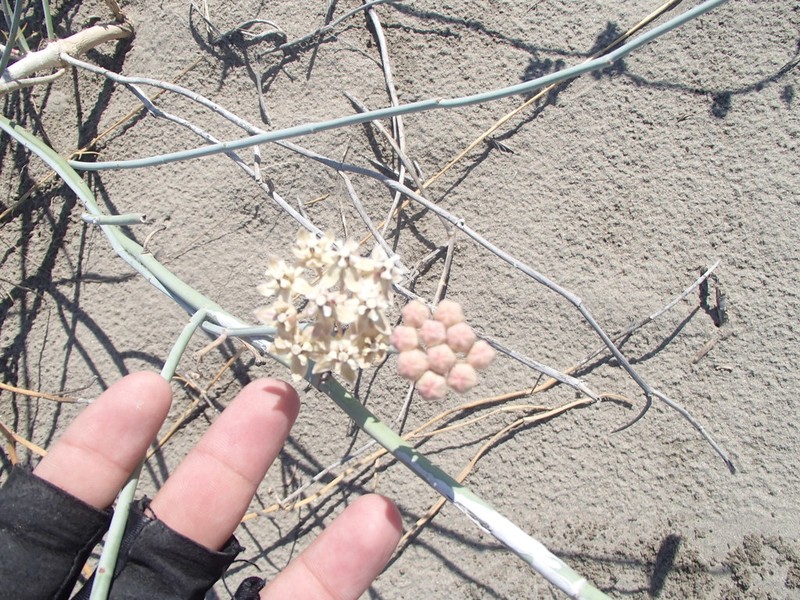Asclepias subaphylla photo 3