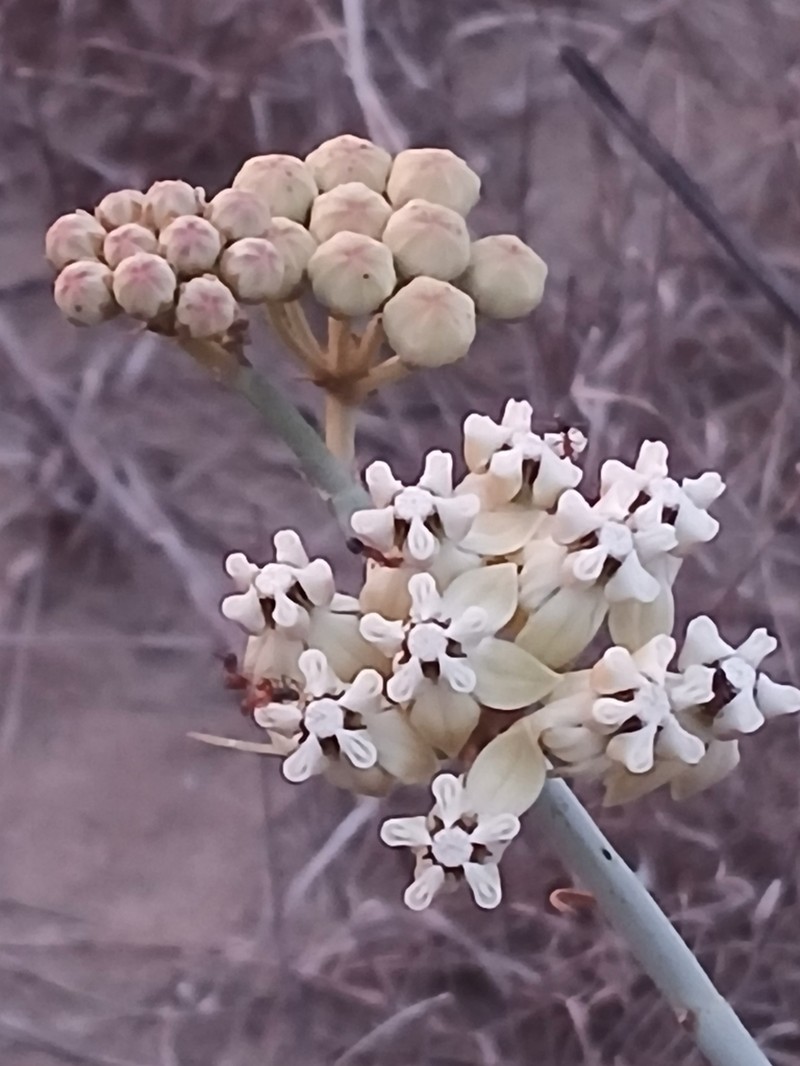 Asclepias subaphylla photo 4