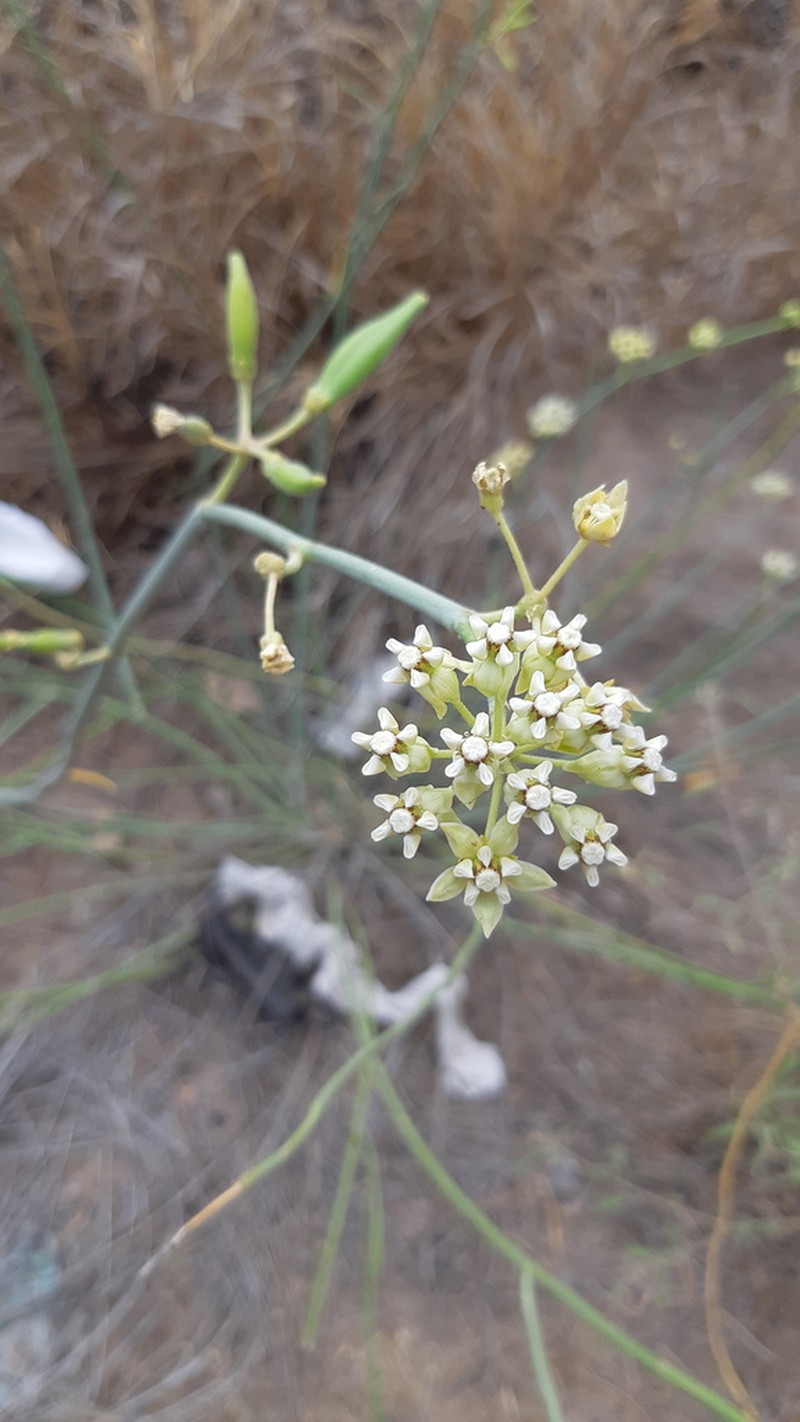 Asclepias subaphylla photo 6