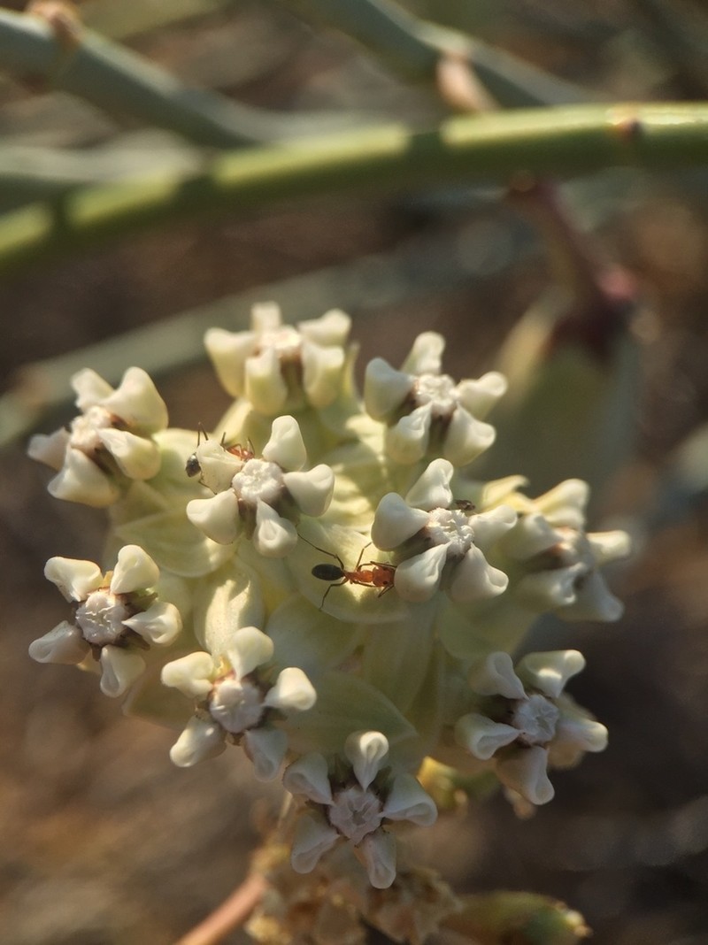 Asclepias subaphylla photo 7