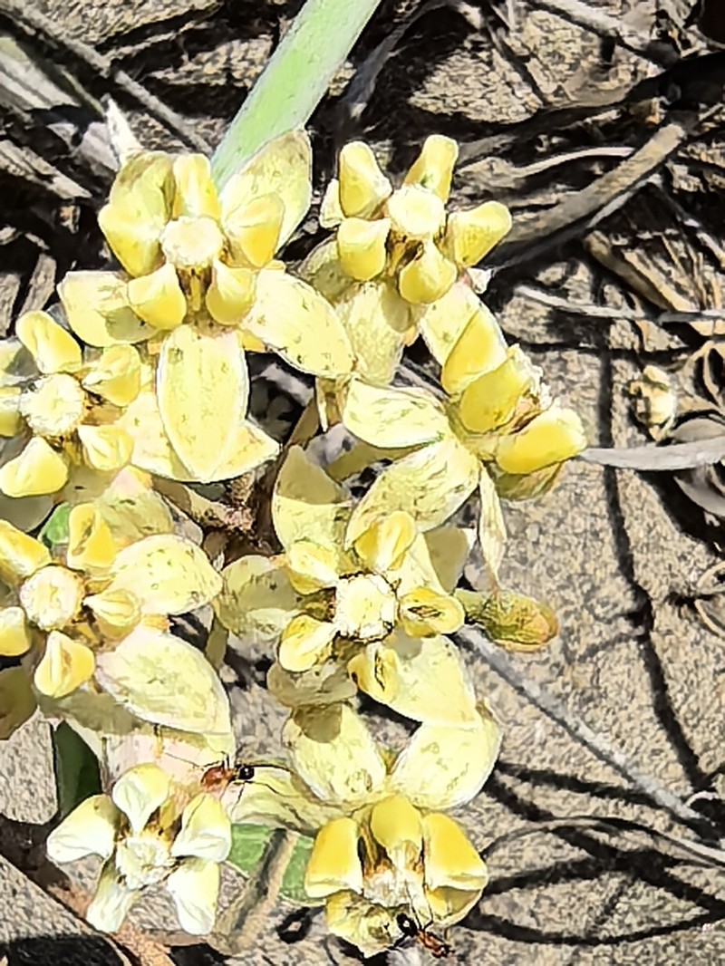 Asclepias subaphylla photo 8