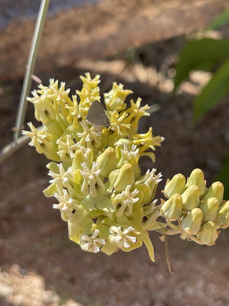 Rush Milkweed photo 2