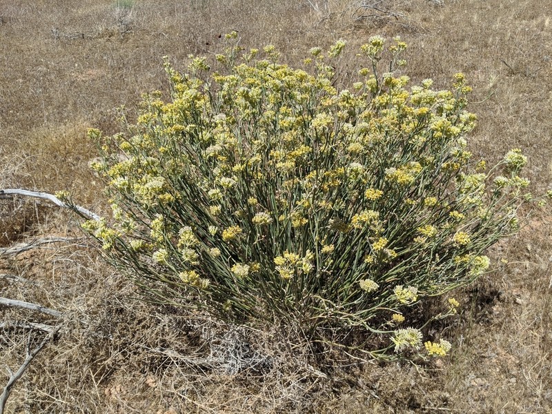Rush Milkweed photo 3
