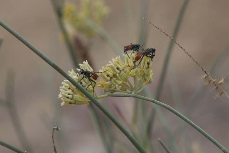 Rush Milkweed photo 4
