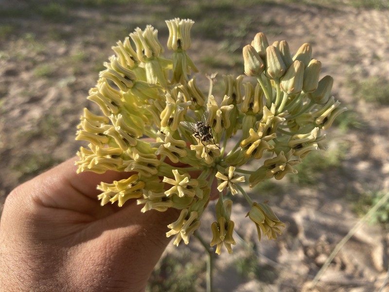 Rush Milkweed photo 5