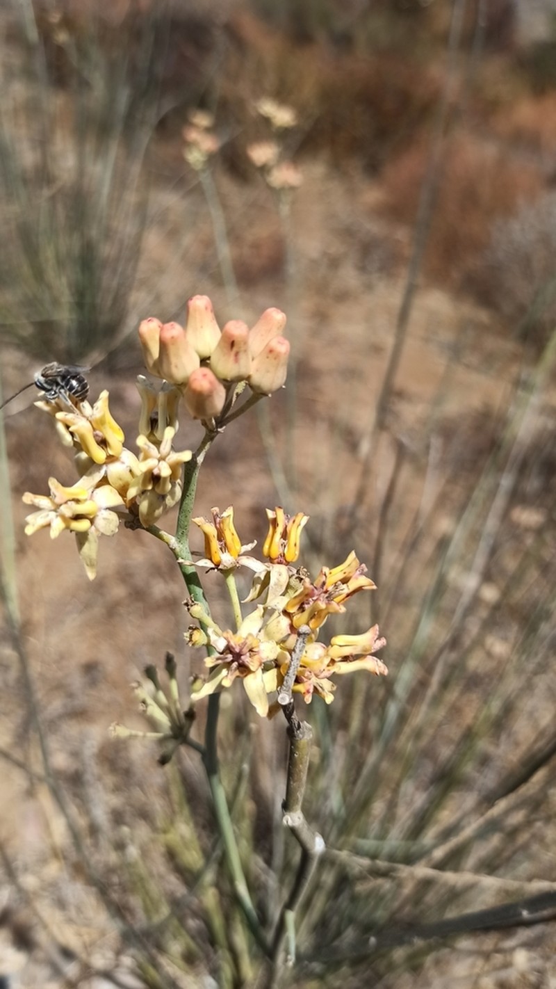 Rush Milkweed photo 6