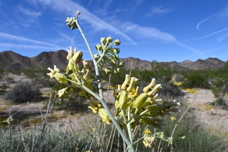 Rush Milkweed photo 7