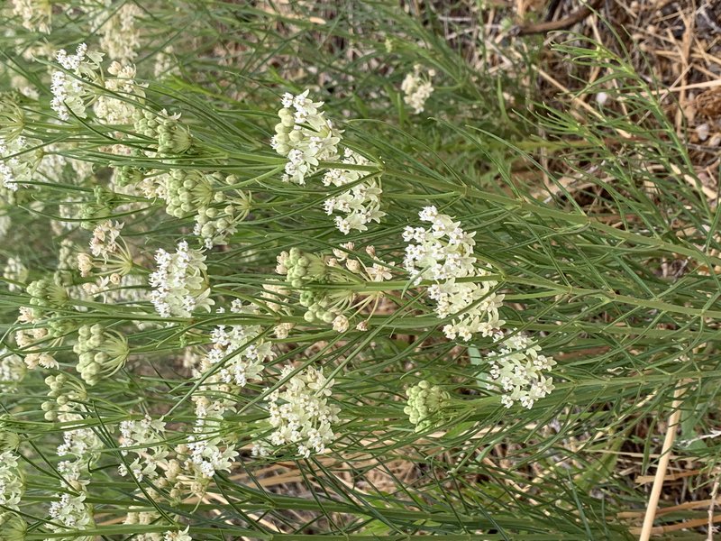 Horsetail Milkweed photo 2