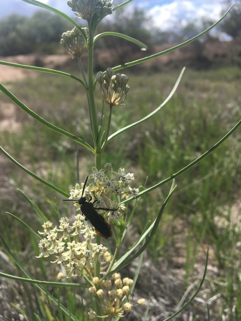 Horsetail Milkweed photo 3