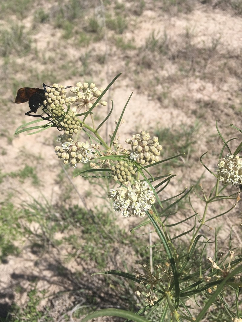 Horsetail Milkweed photo 4