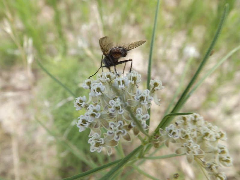 Horsetail Milkweed photo 5