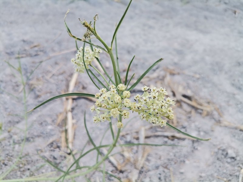 Horsetail Milkweed photo 6