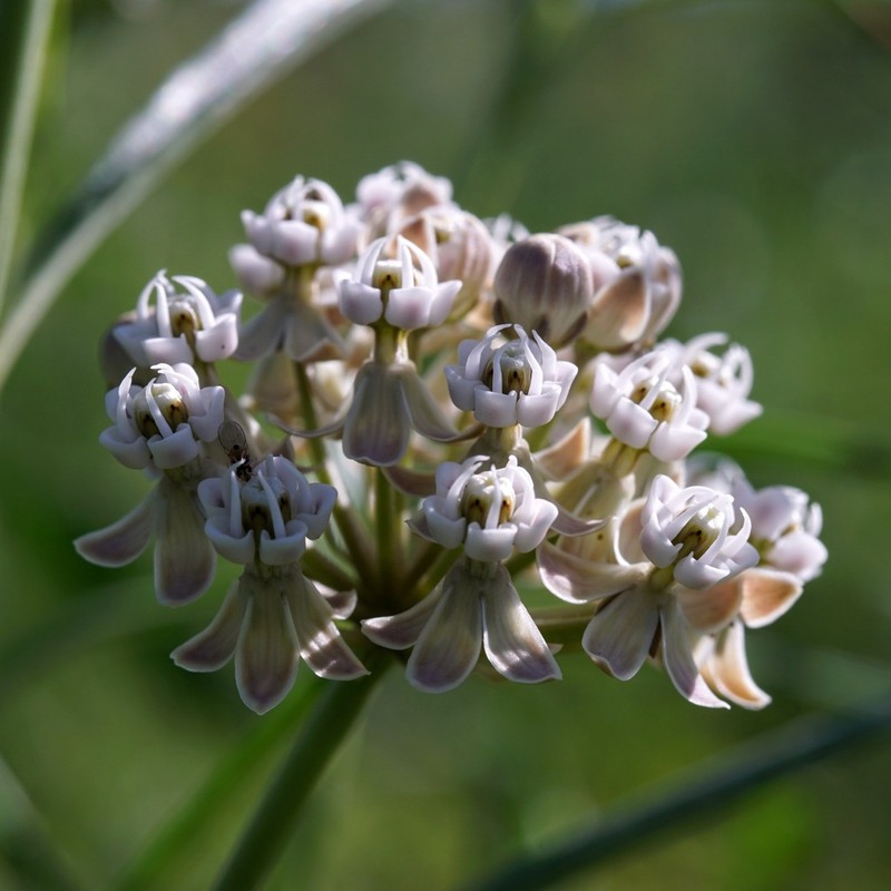 Horsetail Milkweed photo 7