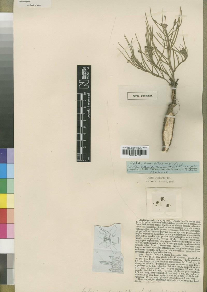 Asclepias subviridis