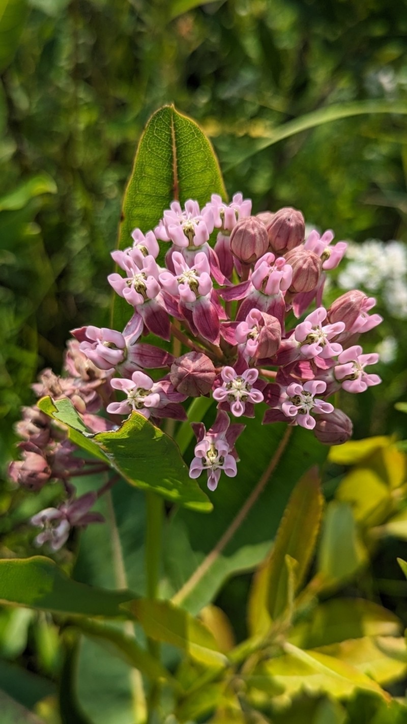 Prairie Milkweed photo 2