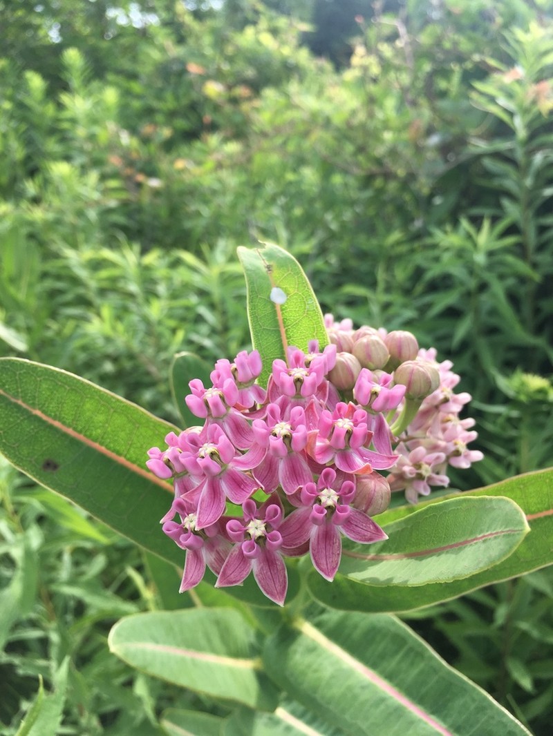 Prairie Milkweed photo 3