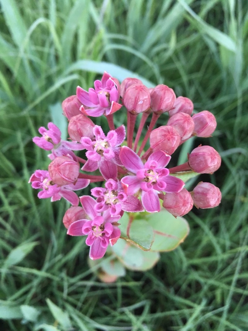 Prairie Milkweed photo 4