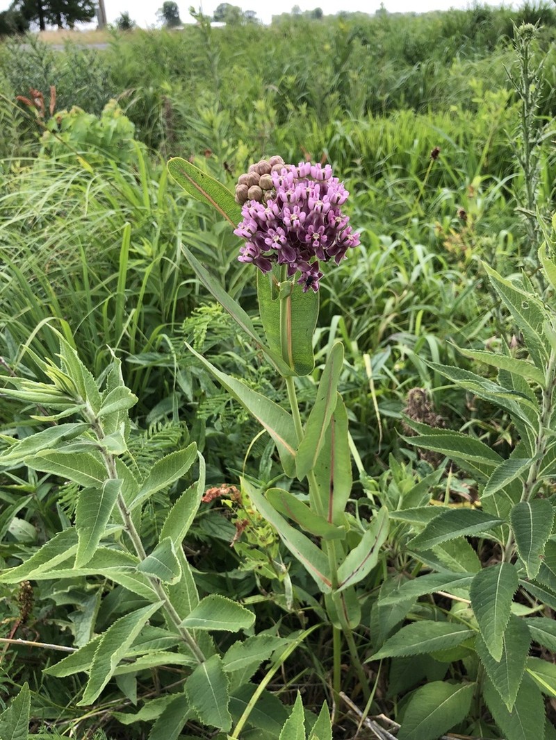 Prairie Milkweed photo 5