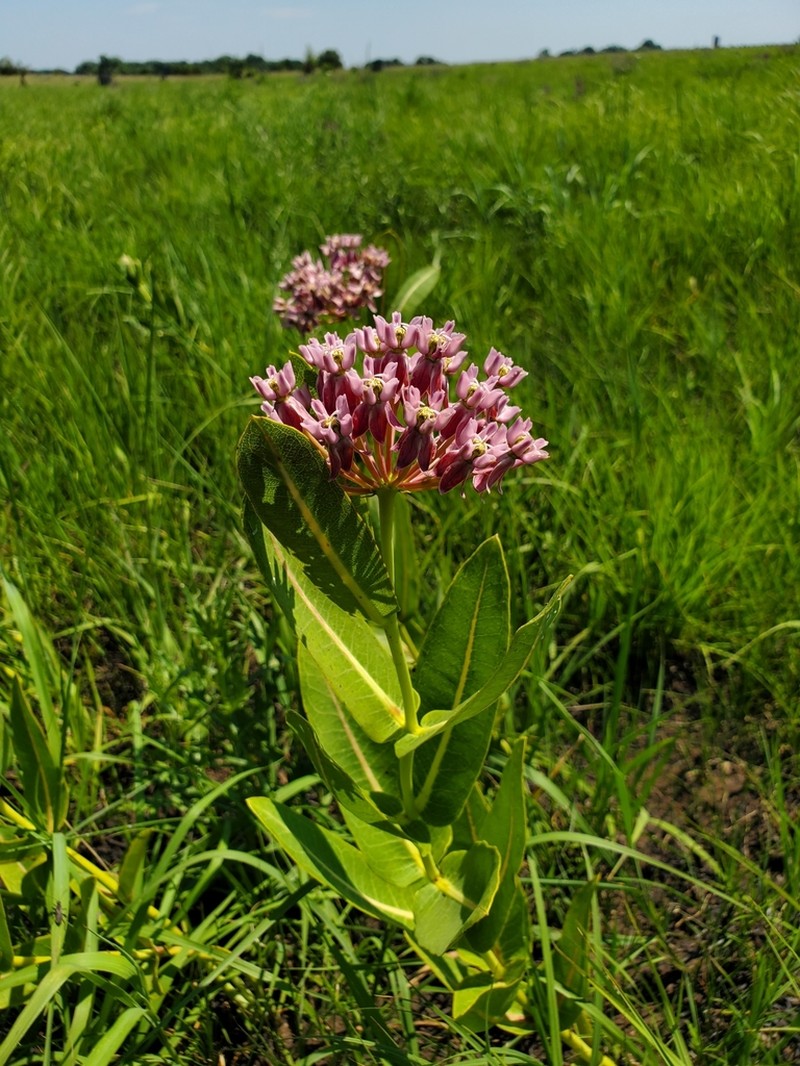 Prairie Milkweed photo 6