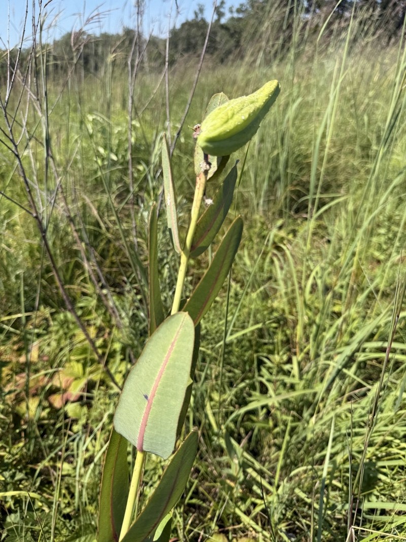 Prairie Milkweed photo 7