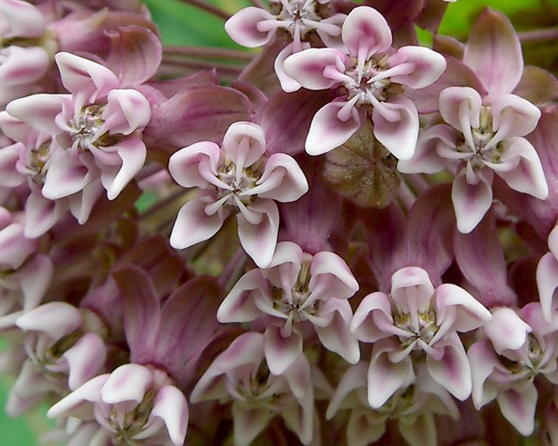 Common Milkweed photo 2