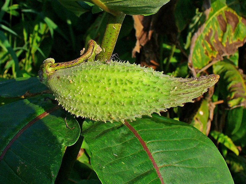 Common Milkweed photo 3