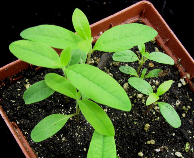Common Milkweed photo 4