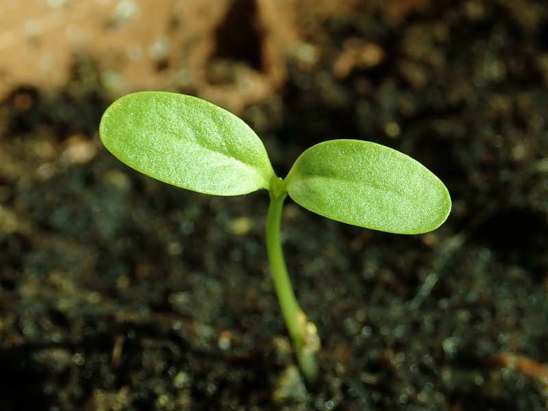 Common Milkweed photo 5