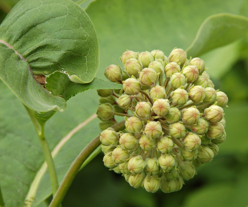 Common Milkweed photo 6
