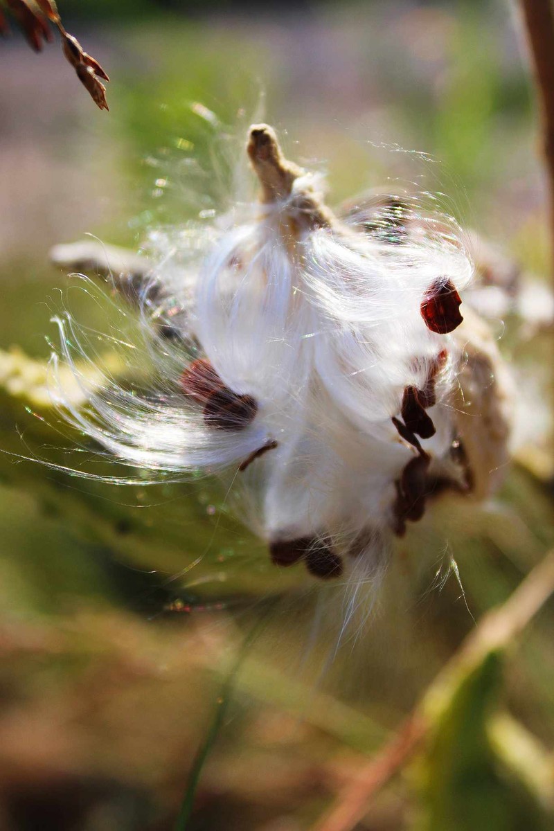 Common Milkweed photo 7