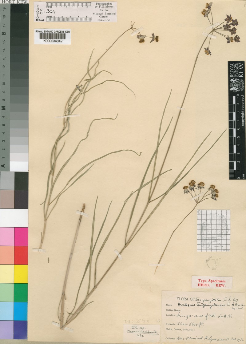 Asclepias tanganyikensis