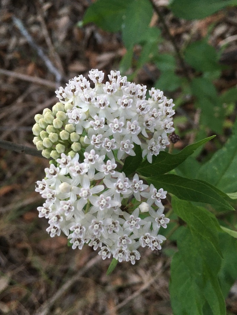 Texas Milkweed photo 2