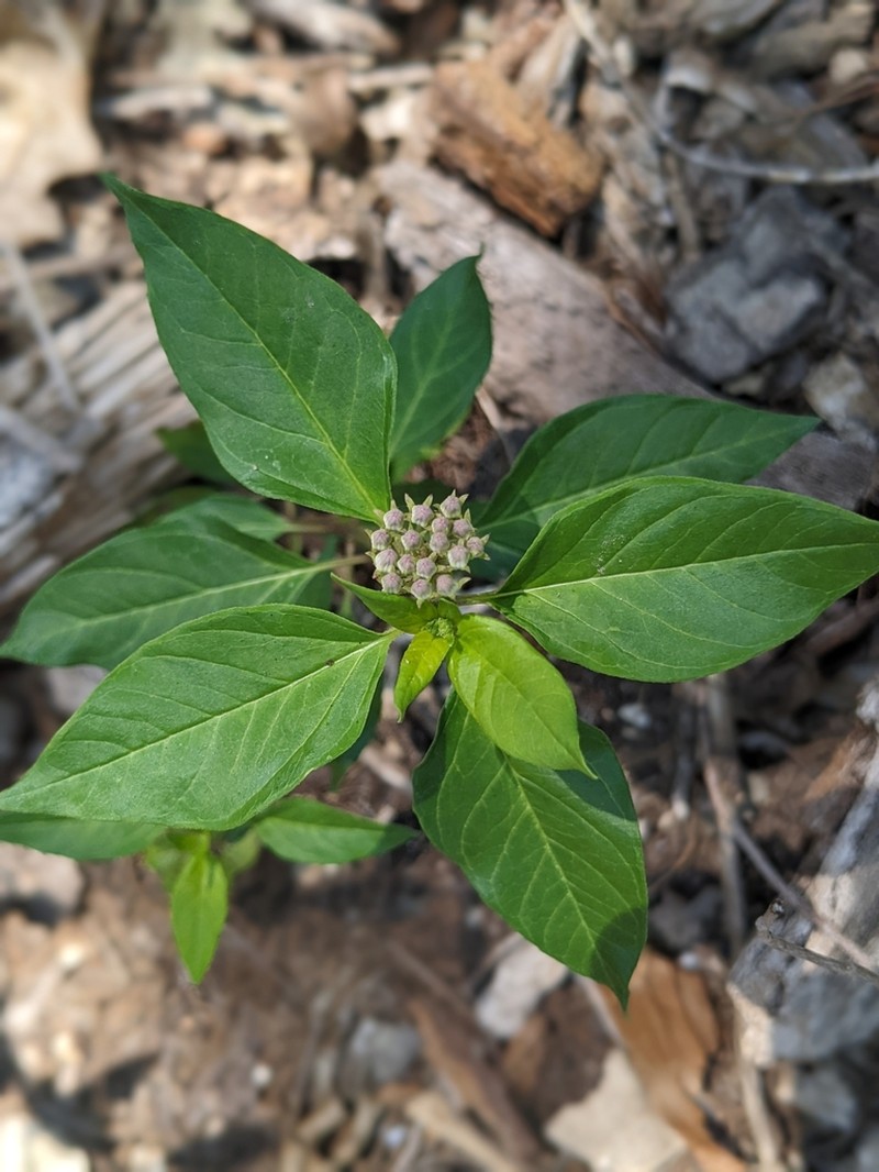 Texas Milkweed photo 3