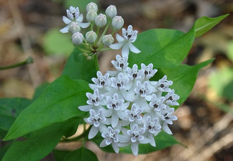 Texas Milkweed photo 4